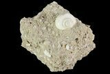Eocene Fossil Gastropod (Globularia) - Damery, France #73799-1